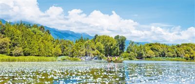 生態(tài)改善 海菜花開