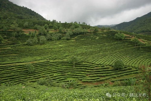 鎮(zhèn)沅縣以打造 千家寨爺號(hào) 普洱茶區(qū)域公共品牌為突破口 促進(jìn)茶產(chǎn)業(yè)生態(tài)產(chǎn)品價(jià)值實(shí)現(xiàn)